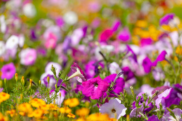 Flowering colorful petunia flowers in the garden in sunny day. Natural summer background with soft focus.