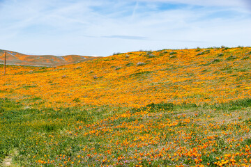  fields of  orange California poppy