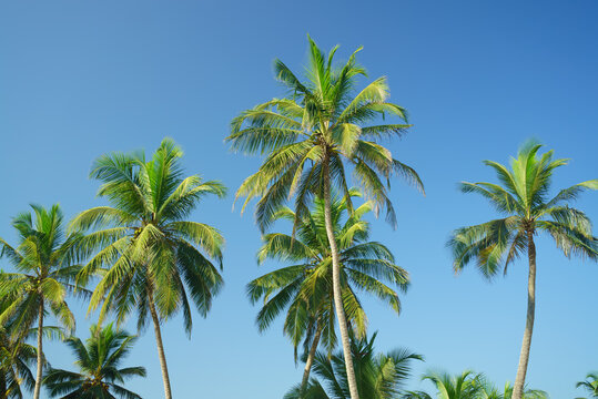 Tall beautiful palm trees against the blue sky © VitaL