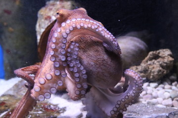marine octopus in the Genoa aquarium-
