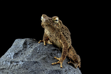 Asian giant toad isolated on black background, Phrynoidis asper on rock, animal close-up