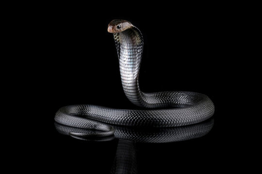 Javanese cobra snake isolated on black background, snake habitat in Java Indonesia, Naja sputatrix