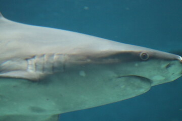 Fototapeta premium marine fish shark aquarium of Genoa-