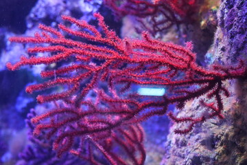 red coral in habitat in the Genoa aquarium-