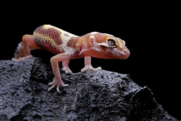 Leopard gecko lizard, Fat-tailed gekos on rock, eublepharis macularius, animal closeup