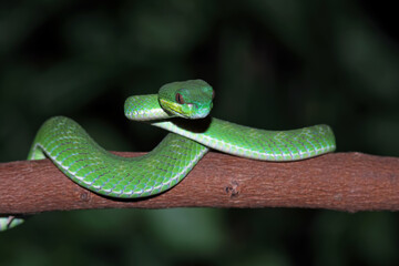 Obraz premium poisonous green snake above the branch, venomous and poisonous snake, trimeresurus albolabris
