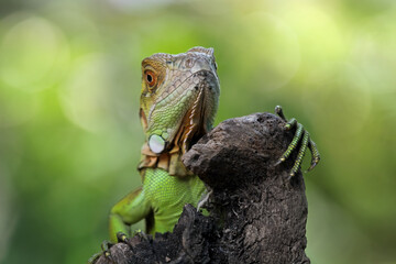 Baby red iguana on a branch, iguana on a tree, animals close up
