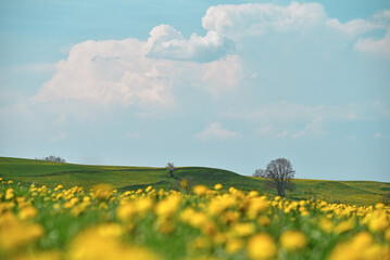 Löwenzahnwiese im Allgäu (Legau, Bayern, Deutschland) © ikoon