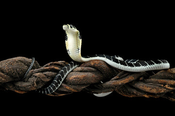 Baby king cobra on branch with black background, Indonesian snake with can be very deadly, very...
