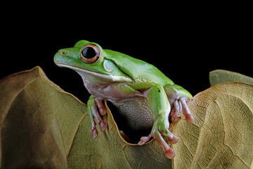 White-lipped tree frog on leaves, closeup green tree frog, animals closeup