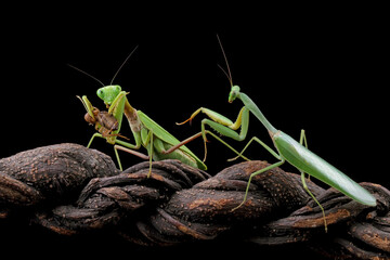 praying mantis on branch with black background, Green Praying Mantis