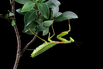 Female praying mantis on leaves with black background, Green Praying Mantis