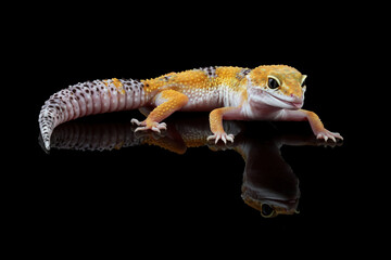 Fat-tailed geckos isolated on black background, leopard gecko lizard, eublepharis macularius