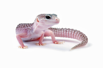 Fat-tailed geckos isolated on white background, leopard gecko lizard, eublepharis macularius