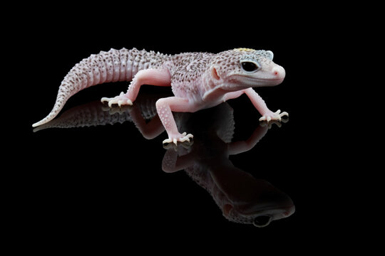 Fat-tailed geckos isolated on black background, leopard gecko lizard, eublepharis macularius