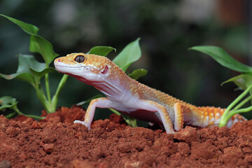 Fat-tailed geckos in its natural habitat, gecko lizard above ground, eublepharis macularius, animal closeup