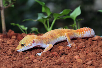 Fat-tailed geckos in its natural habitat, gecko lizard above ground, eublepharis macularius, animal closeup