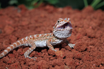 Baby bearded dragon above ground, Australian cute lizard on ground, animals closeup