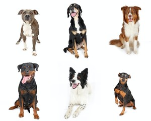 different breeds of dogs adult  isolated on white background 