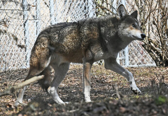 Fototapeta premium Endangered Red Wolf