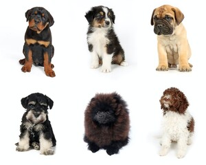 collection of different puppy isolated on white background 