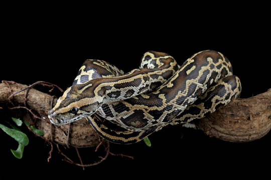 Python molurus bivittatus isolated on black background, Burmese python snake on branch, non-venomous snake