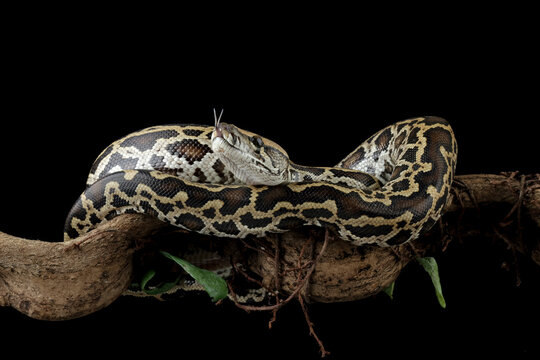 Python molurus bivittatus isolated on black background, Burmese python snake on branch, non-venomous snake