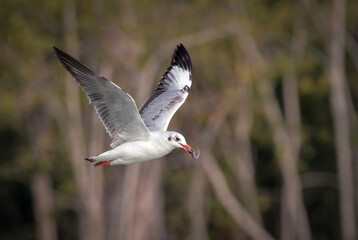 Fototapeta premium A hunting gull with a fish in its beak. this photo was taken from sundarbans,Bangladesh.