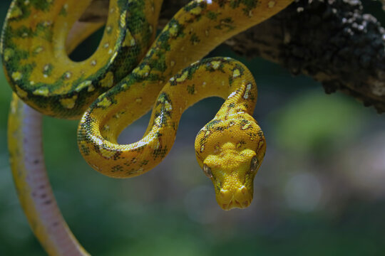 Green tree python on branch, Morelia viridis, Indonesian snake, Animal closeup