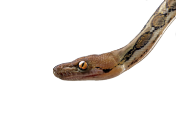 Close-up of head python snake ( python reticulatus )