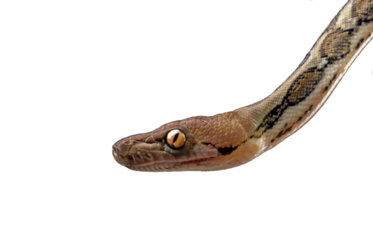 Close-up of head python snake ( python reticulatus )