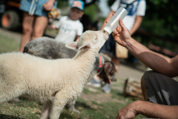 Person bottle feeding a lamb