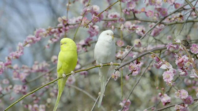 梅枝にとまるセキセイインコ