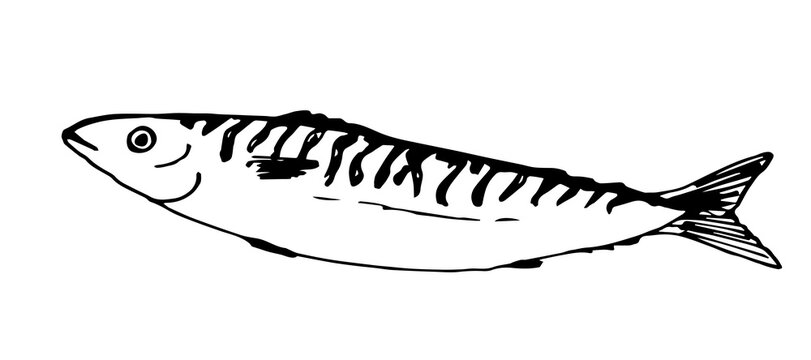 black and white fish drawing clip art preview