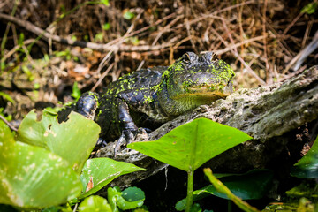 Obraz premium American Alligator Mother Resting on a Downed Tree By Her Nest Near the Bank of the Wekiva River in Central Florida - Looking at the Camera, Behind lilypads, near downed brush 