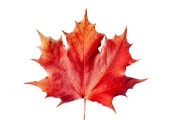 isolated leaf of maple tree