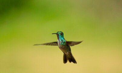 Beija-flor-de-banda-branca 
Chrysuronia versicolor
Versicolored Emerald on flight