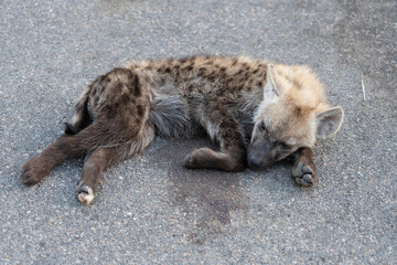 
Full Body shot of cute baby spotted hyenas sleeping on a tar road in Kruger National Park, South...