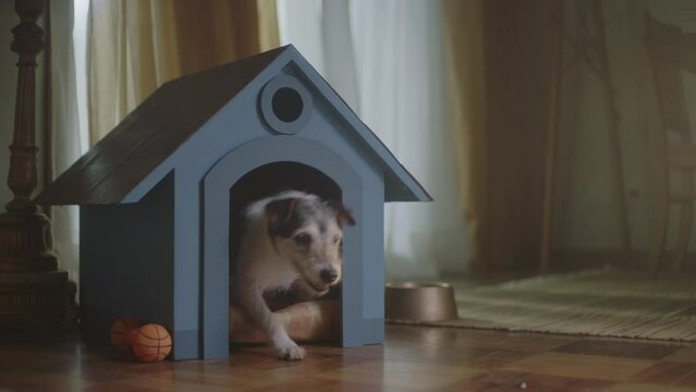 dog in living room coming out of its kennel