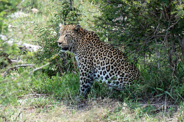 leopard sitting in the green grass on the side of the road 