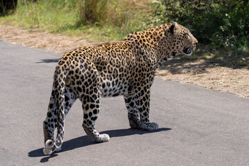 male leopard on the road on a sunny day in side view 