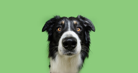 Portrait serious and clever border collie puppy dog looking at camera. Isolated on green background