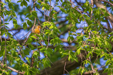 Female Baltimore oriole builds a nest in an elm tree