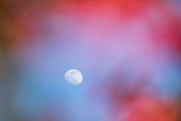 Waning gibbous moon framed by pink crabapple tree flowers