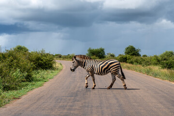 zebra crossing the road with storm clouds in the background 