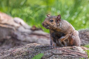 Eastern gray squirrel covered with parasitic ticks - obrazy, fototapety, plakaty