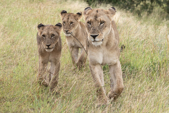 Close up image of two lioness with cubs on tar road in Kruger National Park, South Africa