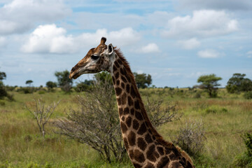side photograph of a beautiful african giraffe