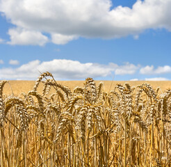 Field wheat in period harvest on a background of blue sky with clouds