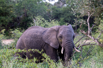 Side view of an african elephant 